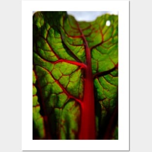 Radiant Swiss Chard Leaf Posters and Art